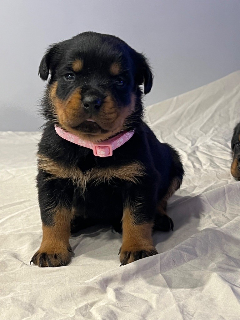 Des Molosses De La Nuit - Chiot disponible  - Rottweiler