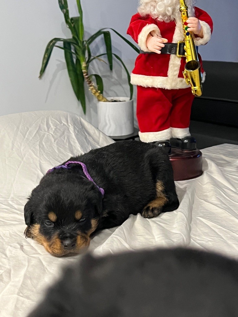 Des Molosses De La Nuit - Chiot disponible  - Rottweiler