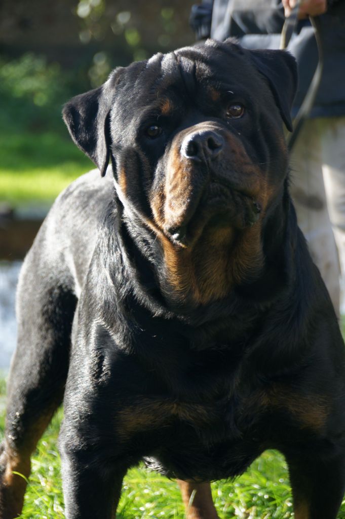 Nitro von der wharen kraft