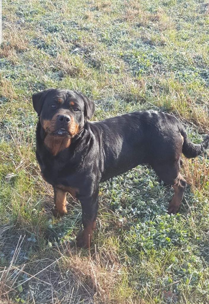 Jelsie des gladiateur de la nuit