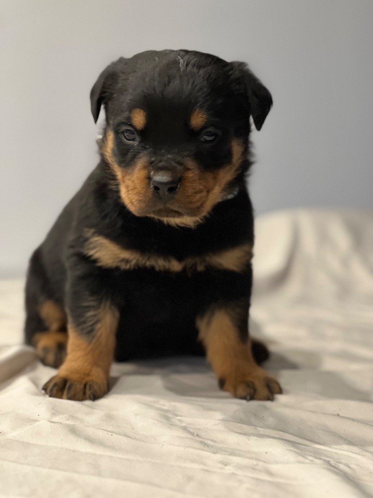 Des Molosses De La Nuit - Chiots disponibles - Rottweiler