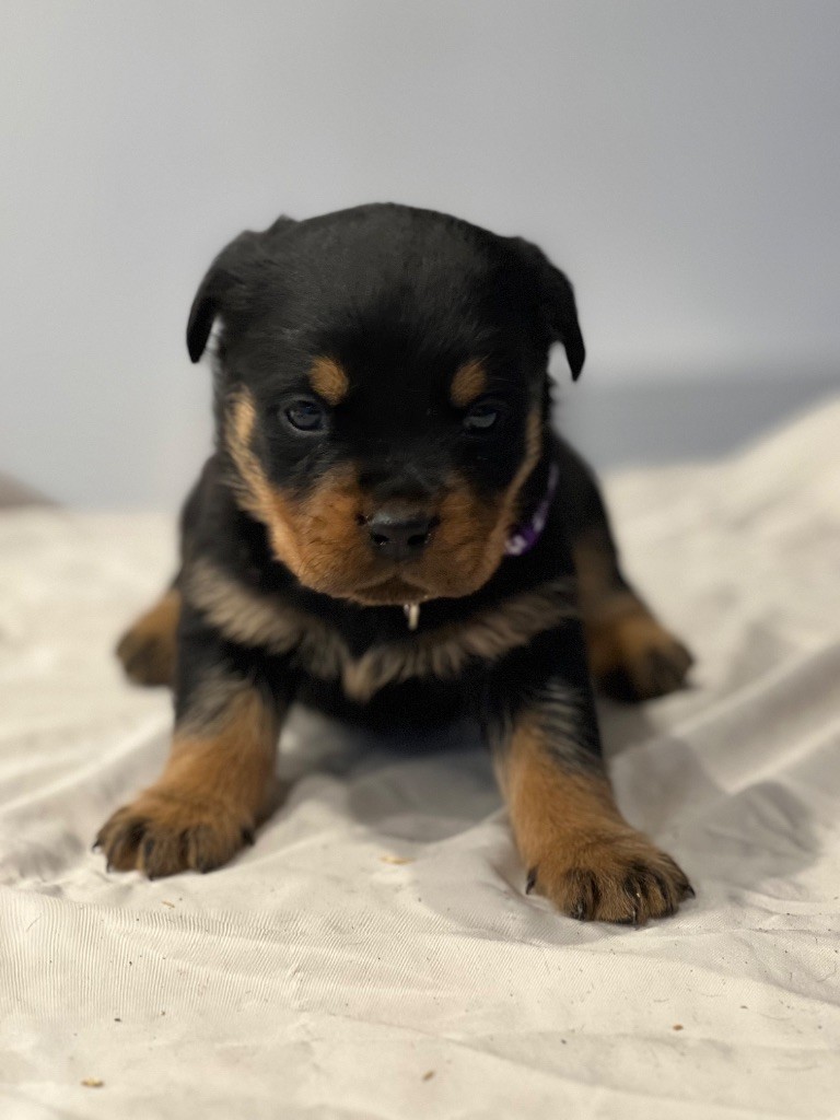 Des Molosses De La Nuit - Chiots disponibles - Rottweiler