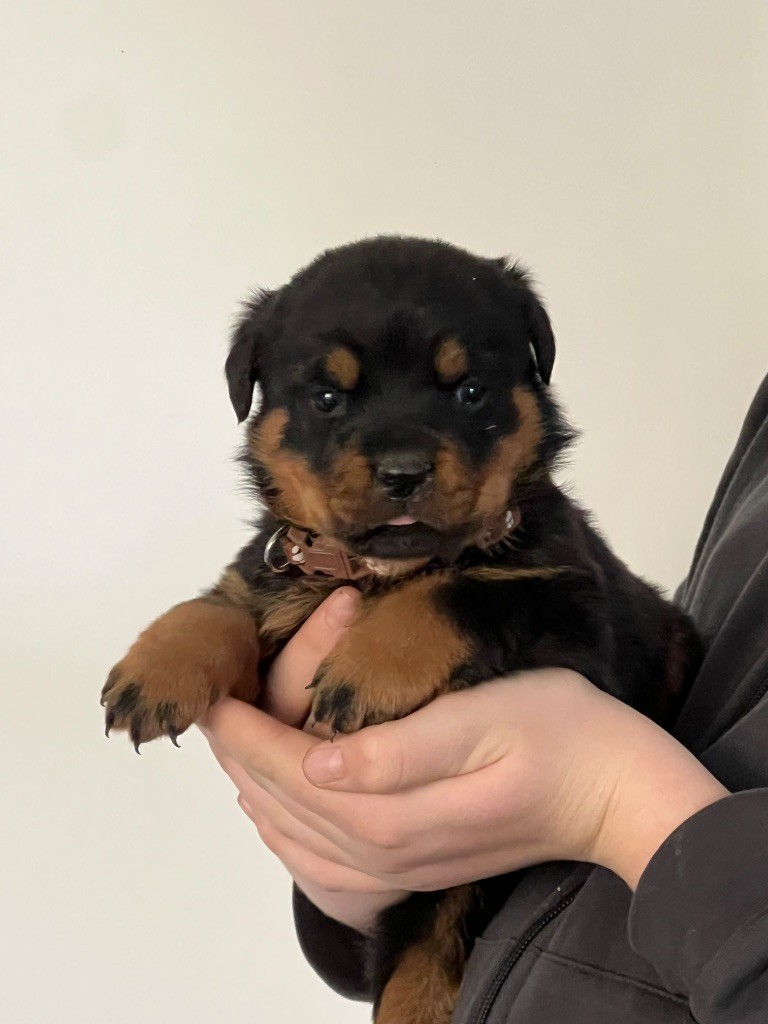Des Molosses De La Nuit - Chiots disponibles - Rottweiler