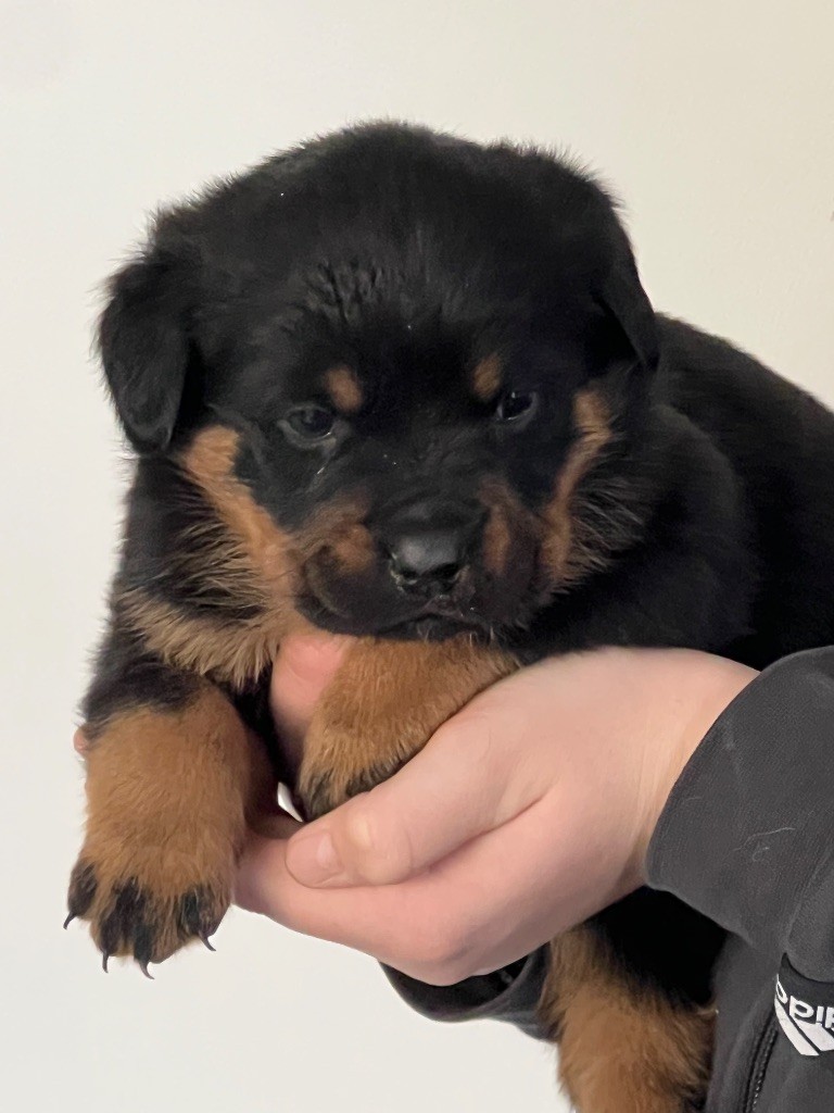Des Molosses De La Nuit - Chiots disponibles - Rottweiler