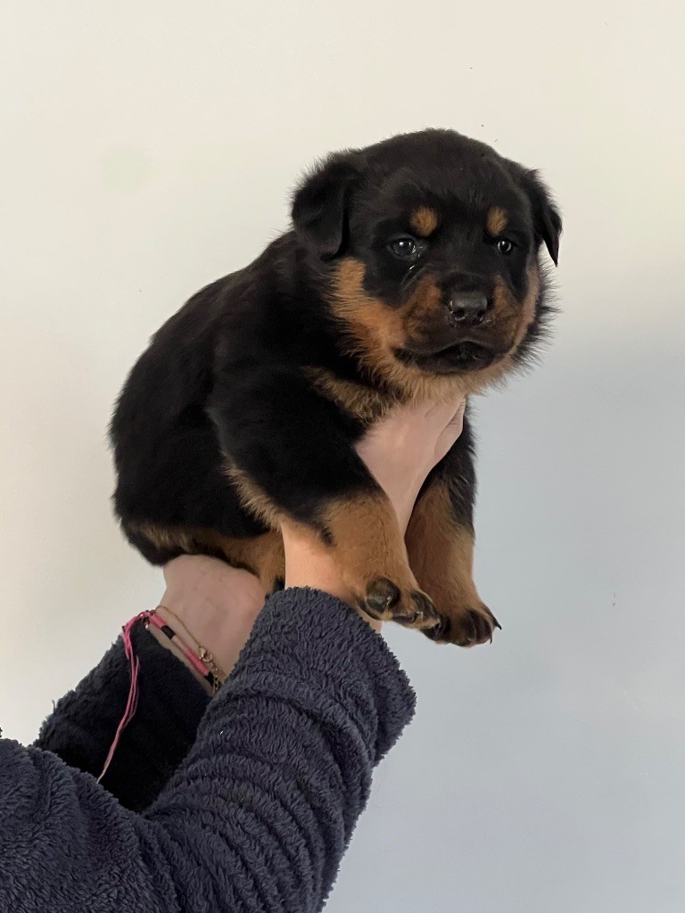 Des Molosses De La Nuit - Chiots disponibles - Rottweiler