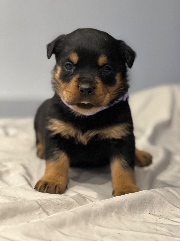 Des Molosses De La Nuit - Chiots disponibles - Rottweiler