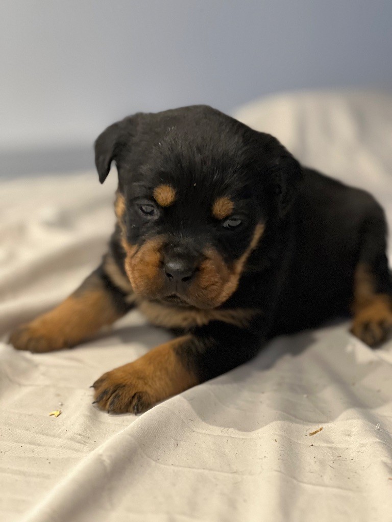 Des Molosses De La Nuit - Chiots disponibles - Rottweiler