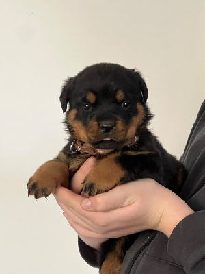CHIOT 6