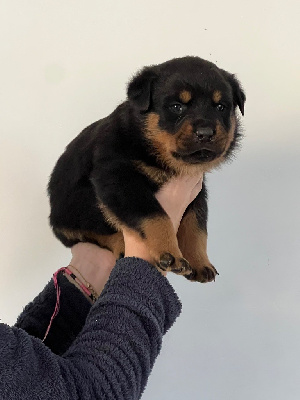 CHIOT 3